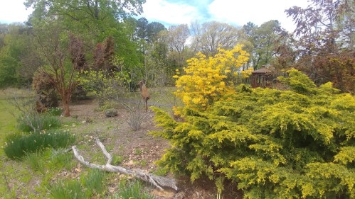 A vibrant garden scene featuring lush greenery, blooming yellow flowers, and a variety of trees under a blue sky.