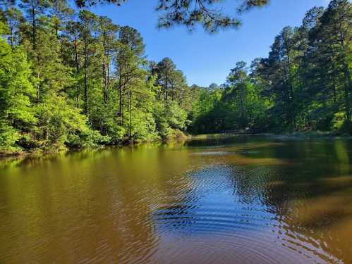 A serene pond surrounded by lush green trees under a clear blue sky, reflecting the vibrant nature.