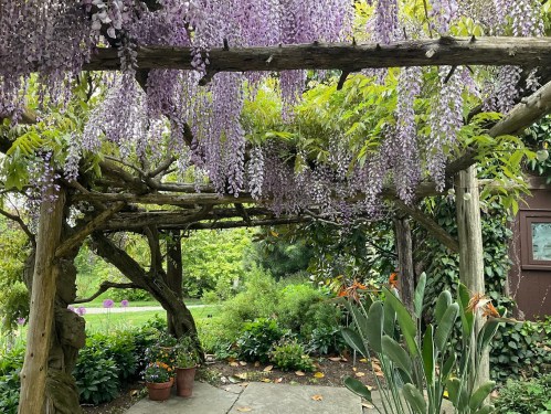 A serene garden scene featuring a wooden pergola draped with cascading purple wisteria flowers.