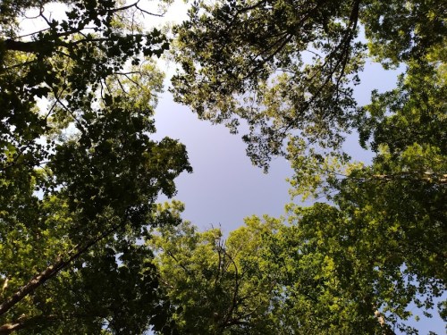 View of a clear sky framed by lush green tree branches from below.