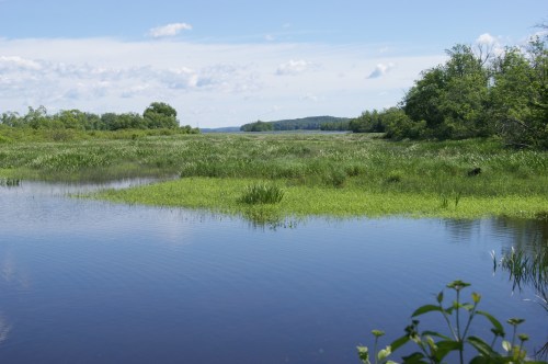 A serene wetland landscape with calm water, lush green grasses, and trees under a blue sky with scattered clouds.