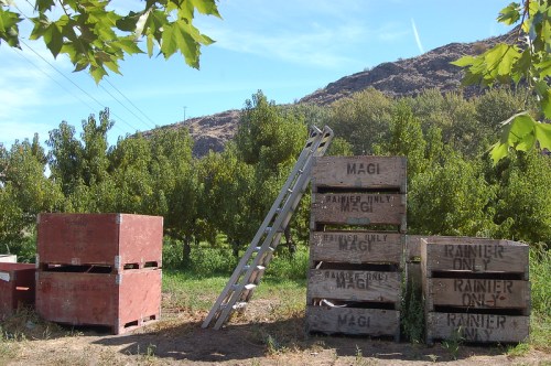 Wooden crates stacked near a ladder in an orchard, with a hillside in the background under a clear blue sky.