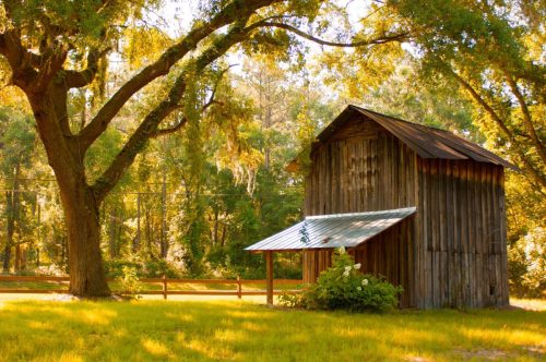 A rustic wooden barn surrounded by lush greenery and trees, bathed in warm golden sunlight.
