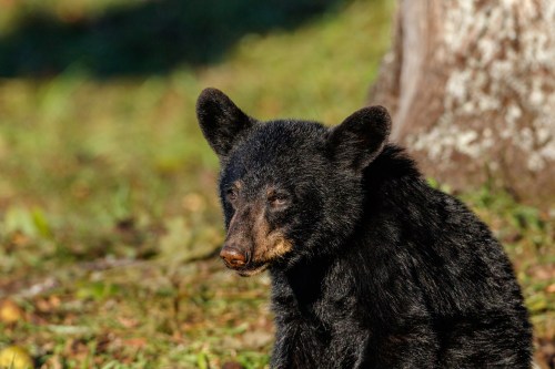 A close-up of a black bear sitting on the ground, with a blurred background of grass and trees.