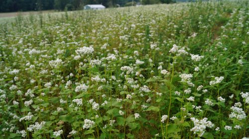 A lush field of flowering buckwheat plants, with small white blossoms and green foliage under a cloudy sky.