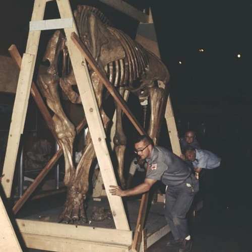 Two men adjust a wooden support structure around a large dinosaur skeleton in a dimly lit space.