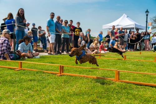 A dachshund leaps over hurdles at a dog race, with a cheering crowd watching in the background on a sunny day.