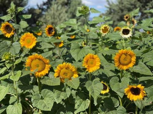 A vibrant field of sunflowers in various stages of bloom, surrounded by green leaves and trees in the background.