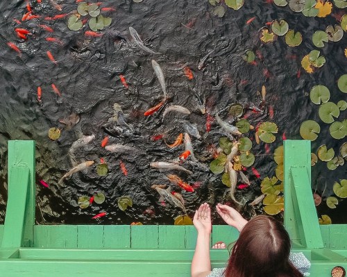 A person with long hair reaches out over a pond filled with colorful koi fish and lily pads.