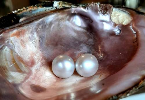 Two lustrous pearls resting inside an open oyster shell, showcasing the shell's iridescent interior.