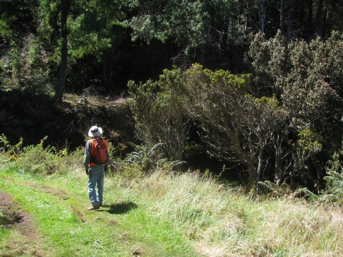 A person with a backpack walks along a grassy path in a forested area, surrounded by trees and shrubs.