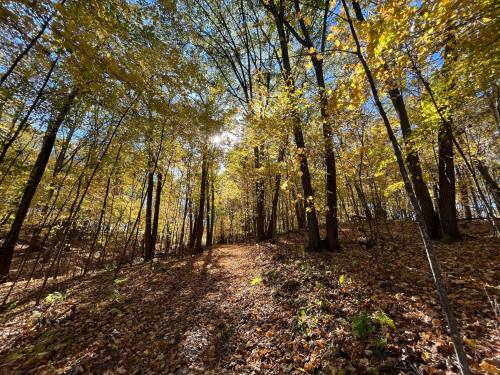 A sunlit forest path surrounded by trees with vibrant autumn leaves on the ground.