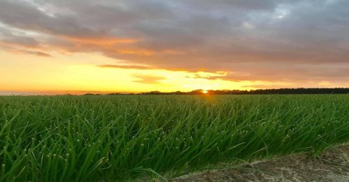 Sunset over a lush green field, with dew-covered grass and dramatic clouds in the sky.