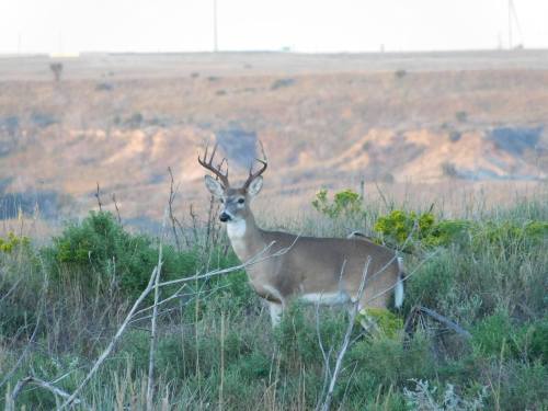 A deer with antlers stands in a grassy field, with rolling hills in the background under a clear sky.