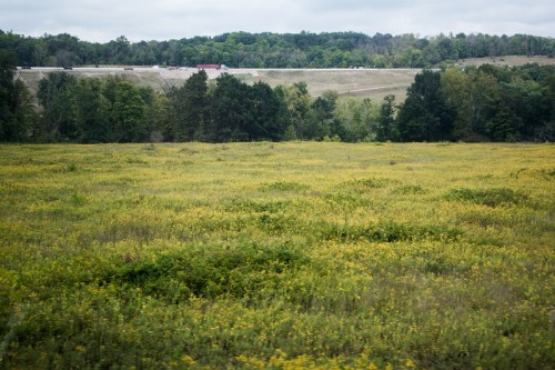 A lush green field with yellow flowers, bordered by trees and a distant highway under a cloudy sky.