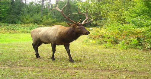 A large elk with impressive antlers walks through a lush green landscape.