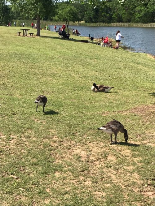 Two ducks forage on grassy shore near a pond, with people enjoying leisure activities in the background.