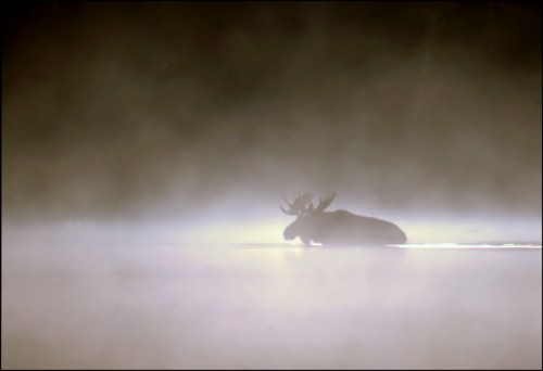 A moose stands in a misty landscape, partially submerged in water, creating a serene and ethereal atmosphere.