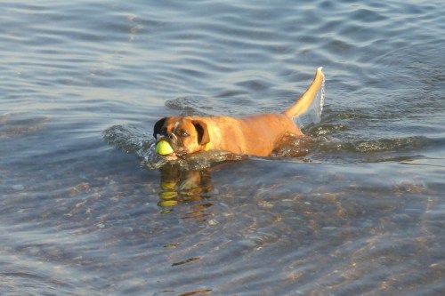 A dog swims in water, carrying a green ball in its mouth, with ripples surrounding it.