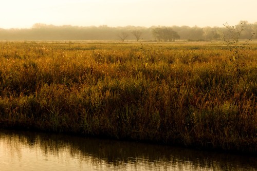 A serene landscape featuring golden grasslands beside a calm waterway, with a misty background of trees.