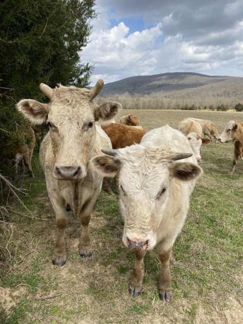 Two cows stand in a grassy field, with a herd and mountains in the background under a partly cloudy sky.