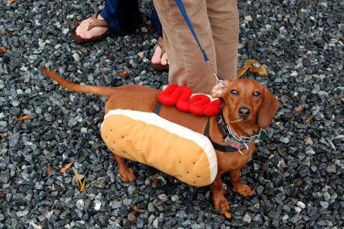 A dachshund wearing a hot dog costume stands on gravel, looking up at its owner.