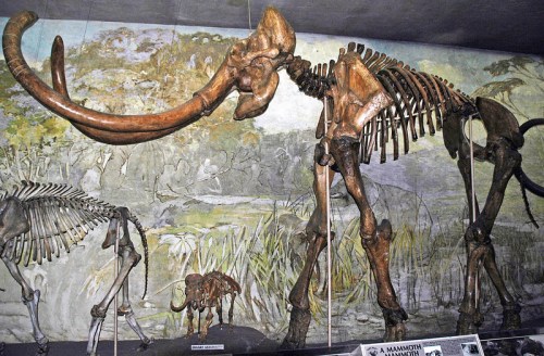 A mammoth skeleton displayed in a museum, with a painted prehistoric landscape in the background.