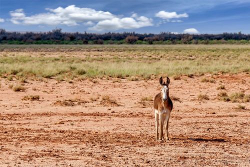 A lone donkey stands in a dry, open landscape with sparse grass and a blue sky dotted with clouds.