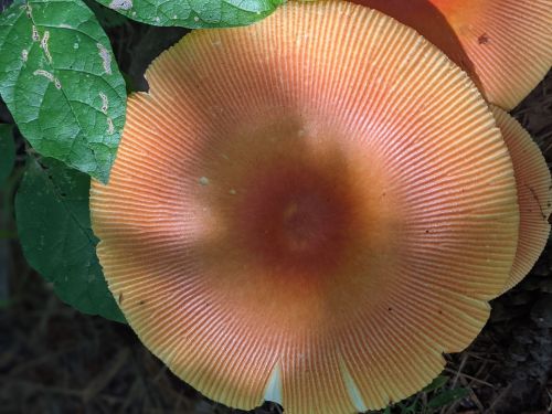 Close-up of a large, orange mushroom cap with radiating gills, surrounded by green leaves on the forest floor.