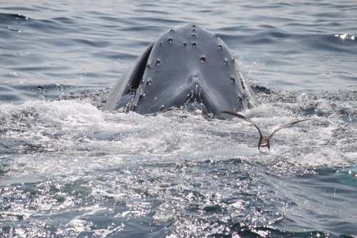 A whale's back surfaces in the water, with a bird flying above it, creating ripples in the ocean.