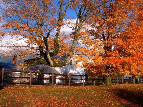 A picturesque scene of a white house surrounded by vibrant orange and yellow autumn trees under a blue sky.