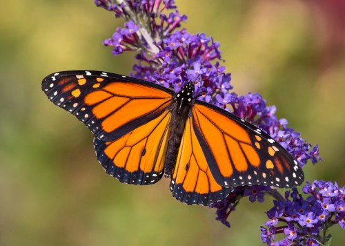 A vibrant monarch butterfly with orange and black wings perched on purple flowers.