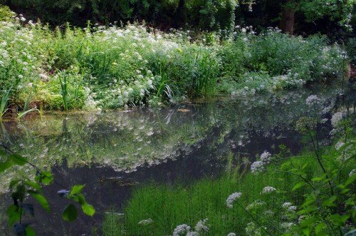 A serene pond surrounded by lush greenery and white flowers, reflecting the vibrant landscape in calm water.