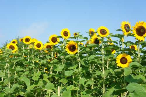 A field of vibrant sunflowers under a clear blue sky, with tall green stems and bright yellow petals.