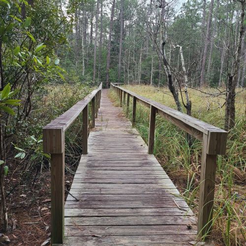 A wooden boardwalk leads through a grassy area surrounded by trees in a serene natural setting.