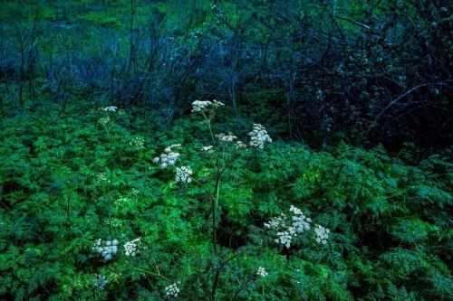 A lush green field with delicate white flowers amidst dense foliage, set in a dimly lit, serene environment.