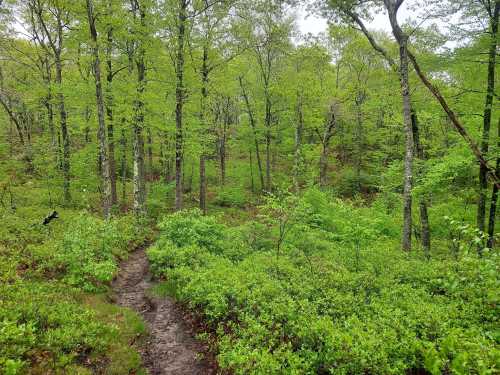 A lush green forest with a winding dirt path surrounded by vibrant foliage and trees.