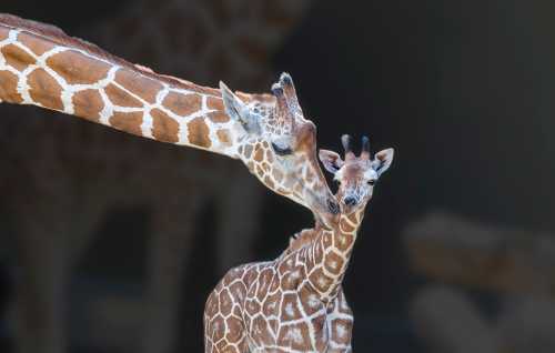 A mother giraffe gently nuzzles her calf, showcasing their bond in a soft, blurred background.