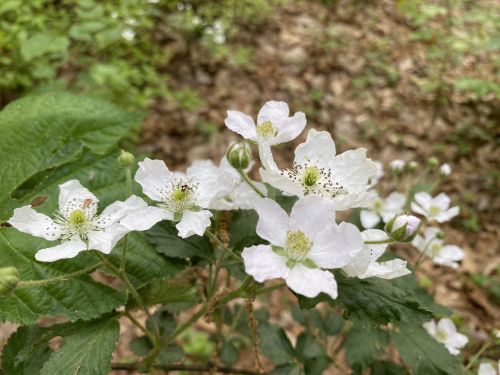 A cluster of delicate white flowers with green leaves, set against a blurred natural background.