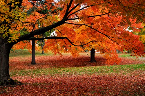 Vibrant autumn scene with orange and red leaves on trees and a carpet of fallen leaves on the ground.