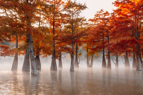 Autumn trees with vibrant orange leaves rise from misty water, creating a serene, picturesque landscape.
