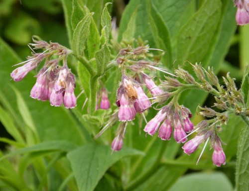 A cluster of pink bell-shaped flowers surrounded by green leaves.