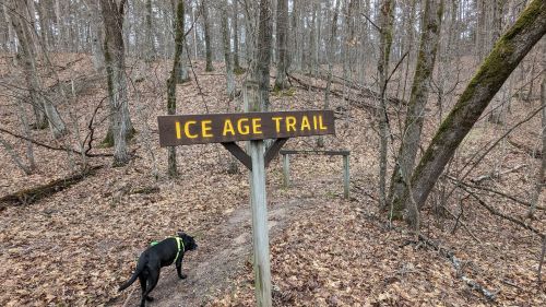 A black dog stands near a wooden sign that reads "Ice Age Trail" in a wooded area with fallen leaves.
