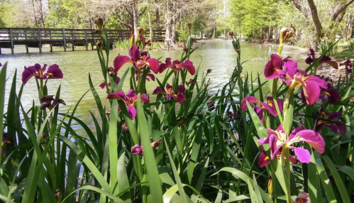 Vibrant purple irises bloom beside a serene, green-tinted pond with a wooden bridge in the background.