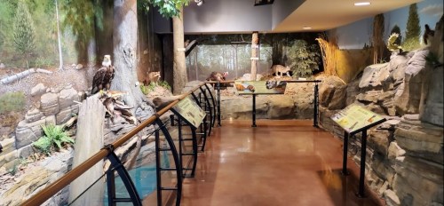A nature exhibit featuring lifelike animal displays, rocks, and informational plaques in a well-lit indoor space.