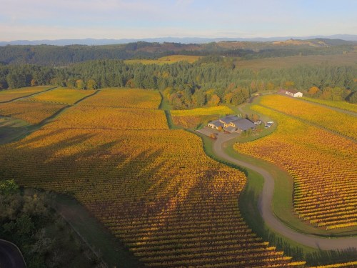 Aerial view of vibrant vineyards with rolling hills and a winding road, showcasing autumn colors in the landscape.