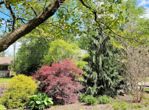 A vibrant garden scene featuring various trees and shrubs in shades of green and red under a clear blue sky.