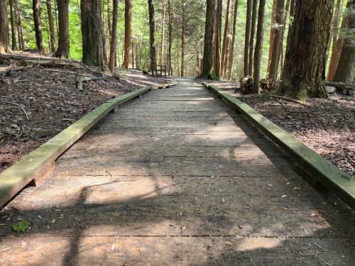 A wooden path winding through a lush green forest, surrounded by tall trees and dappled sunlight.