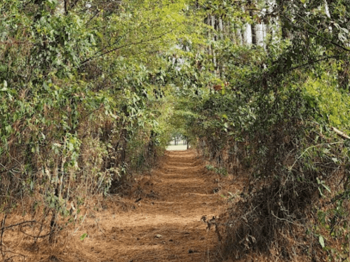 A narrow, tree-lined path covered in pine needles, surrounded by lush greenery.