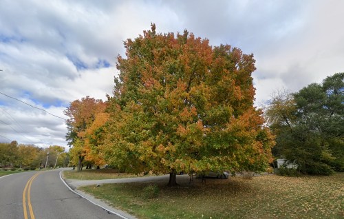 A large tree with vibrant orange and green leaves stands beside a winding road in an autumn landscape.